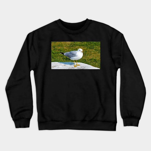 Gull Standing On A Rock Crewneck Sweatshirt by BackyardBirder